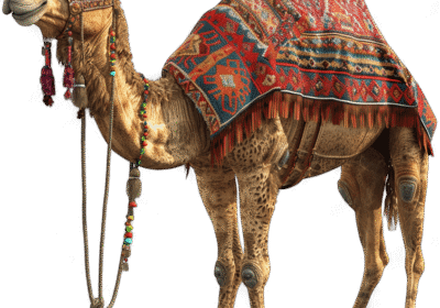 Quad vs. Buggy: Which Adrenaline Adventure is Right for You in the Marrakech Palmeraie?